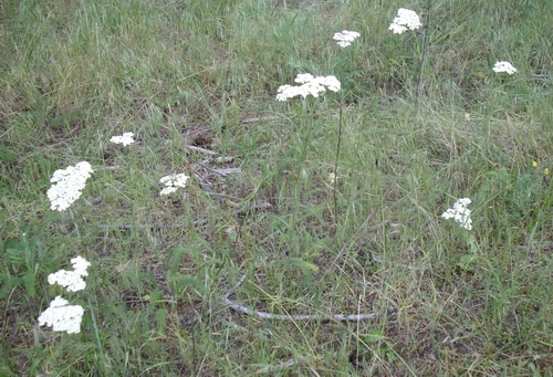 Yarrow