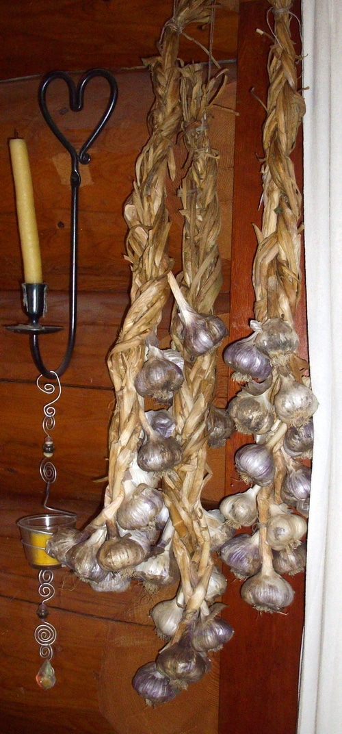 Garlic hanging