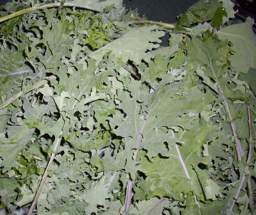 Kale - Red Russian