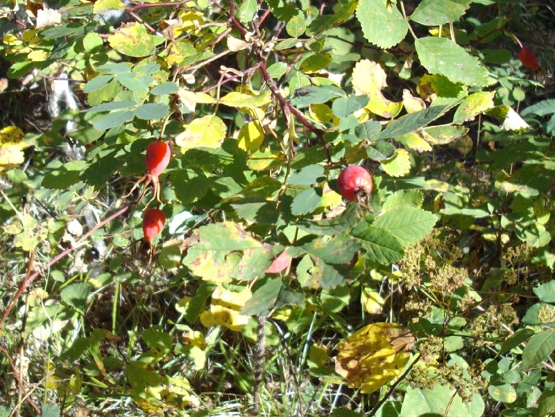 Rose Hips on a rose bush