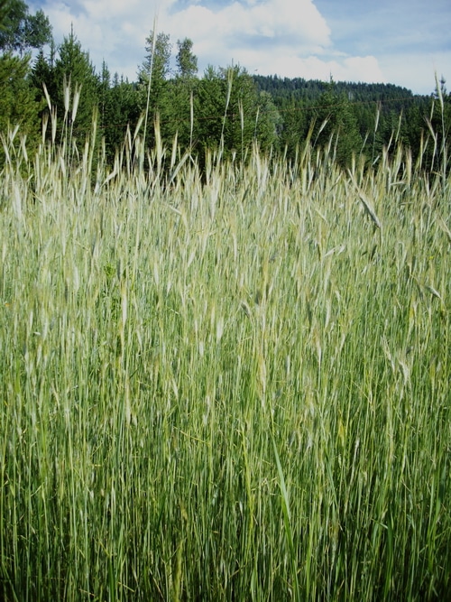 Rye in the field