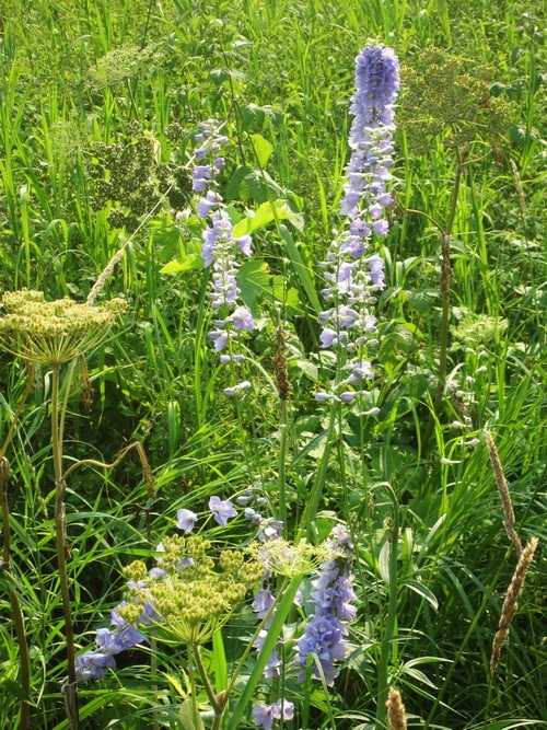 Bee garden of native plants