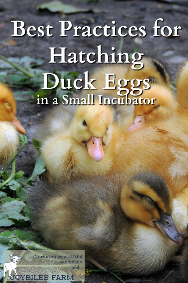 Baby ducklings