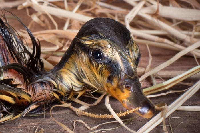Best practices for hatching ducklings.