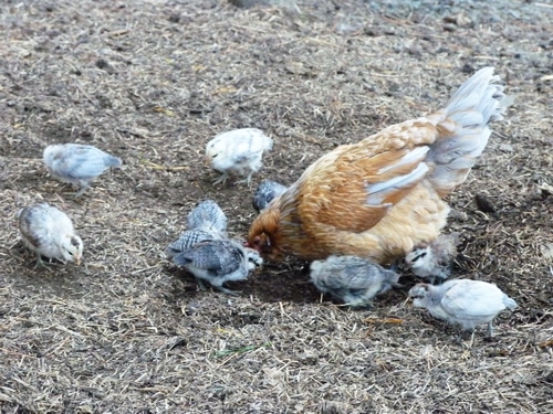hen with chicks