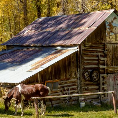 Steps to Homesteading