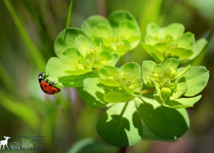 a ladybug