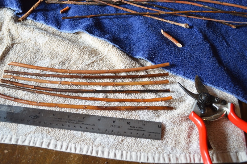 Willow rods cut to the same length for basket weaving