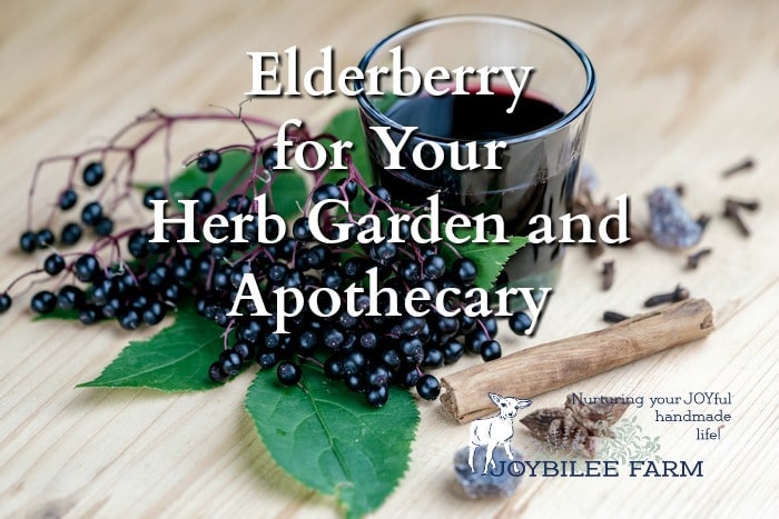 elderberries - grow herbs