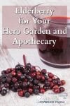 Fresh Elderberries and a glass of elderberry syrup