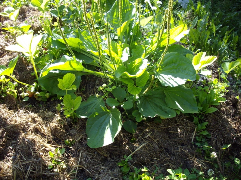 plantain