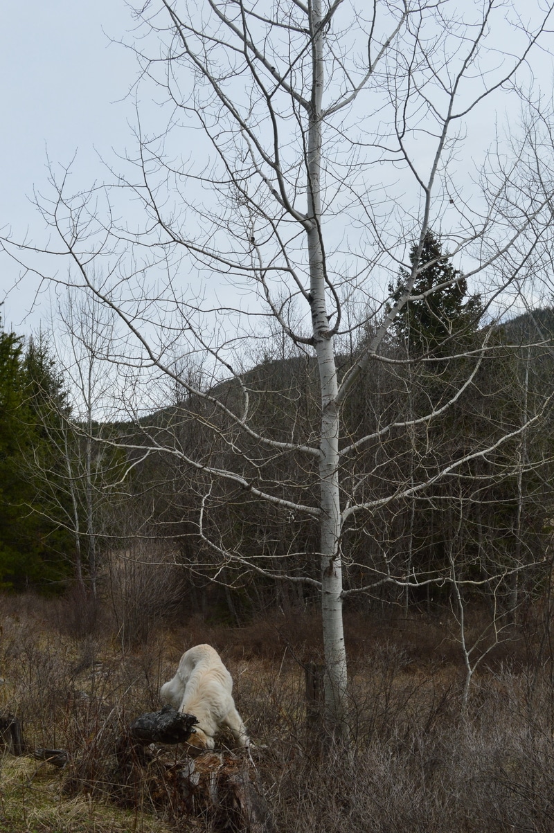 When your fingers are sticky from picking the spring buds of balsam poplar or cottonwood, look for the Trembling Aspens.