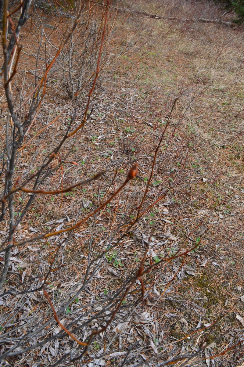 The resinous buds of the black cottonwood. The buds are "Balm of Gilead."
