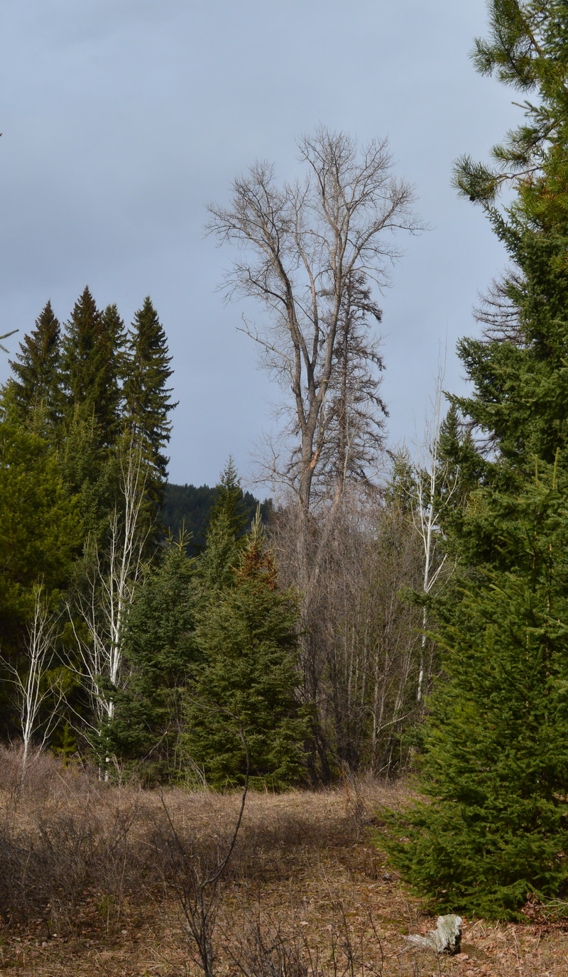 A mature cotton wood before leafing out in Spring
