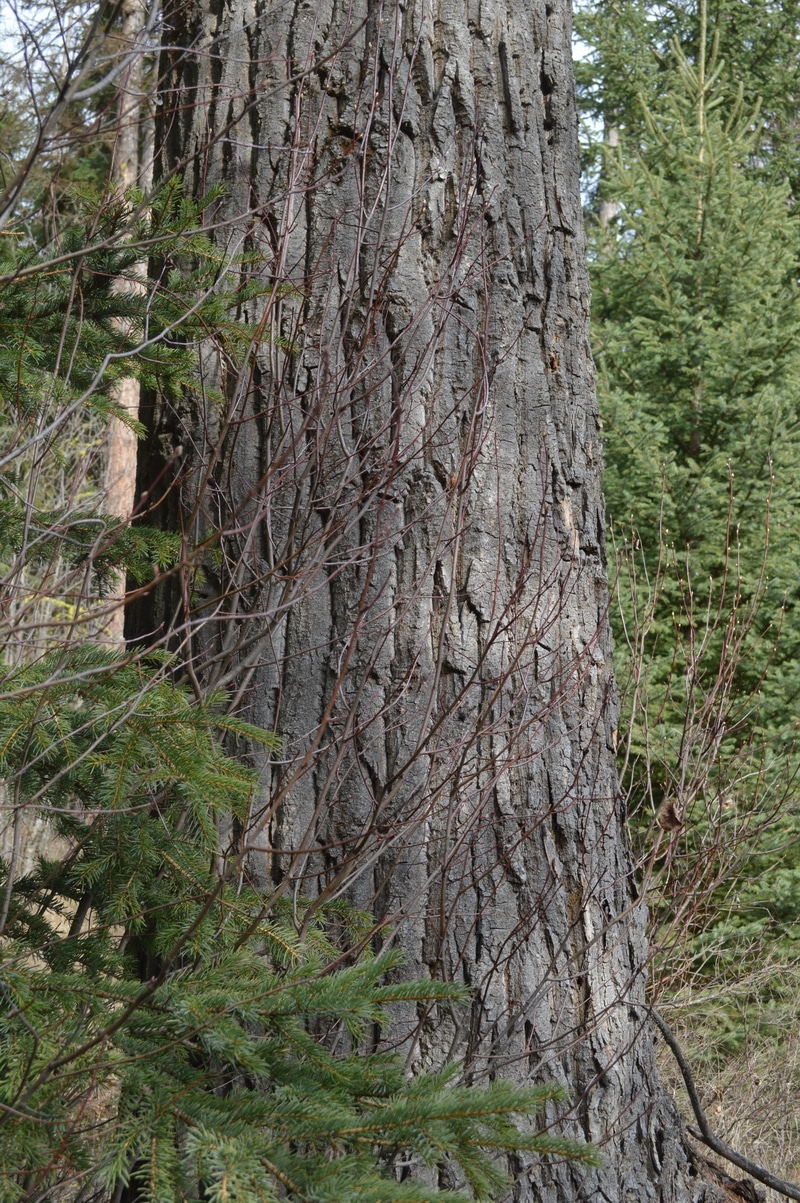 The deeply fissured trunk of a mature cottonwood.