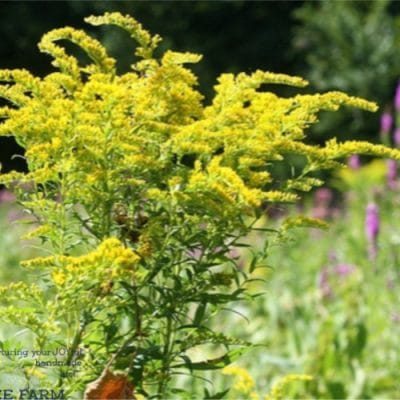 Make a Rainbow of Natural Dyes with These 5 Weeds