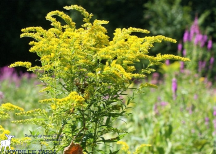 natural dyes - goldenrod