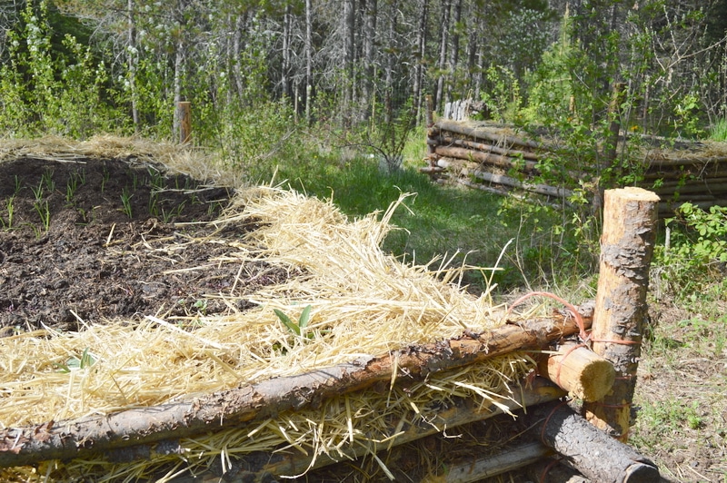 Hugelkultur forest gardening