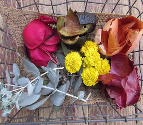 dye plants