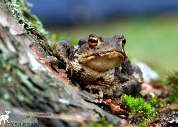 frog