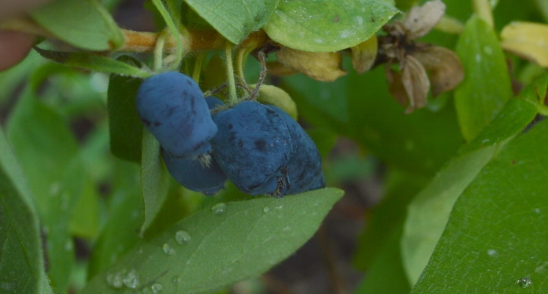 haskap berries