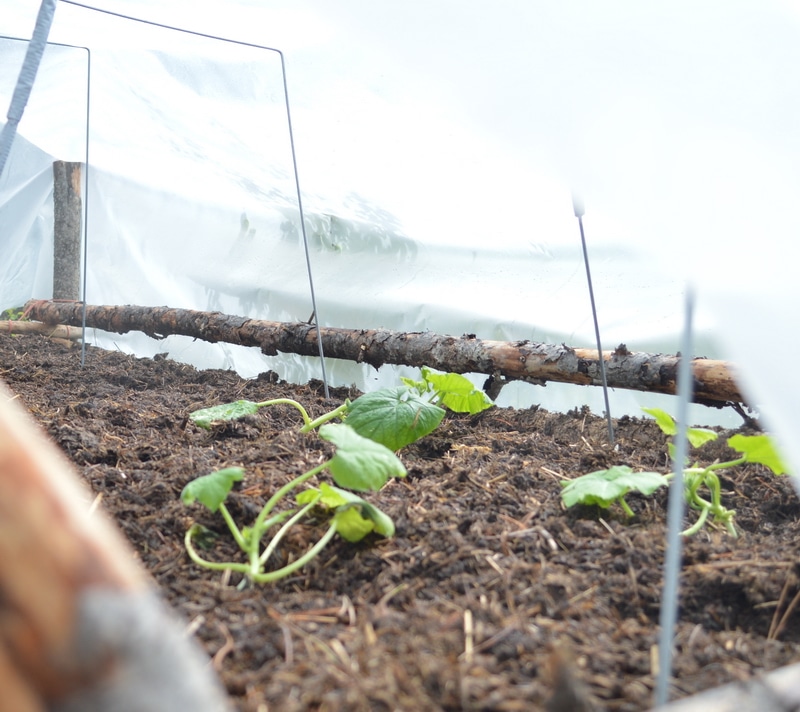 Inside shot of a raised garden bed with cover to protect from the winter chill