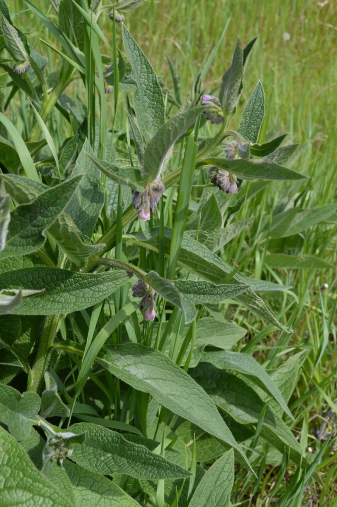 Fresh comfrey plant with purple flowers
