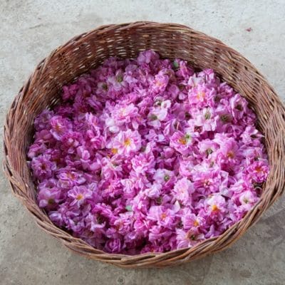 Make Rose Honey While the Rose Petals are Abundant