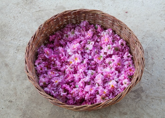 Damascena Rose petals in a basket