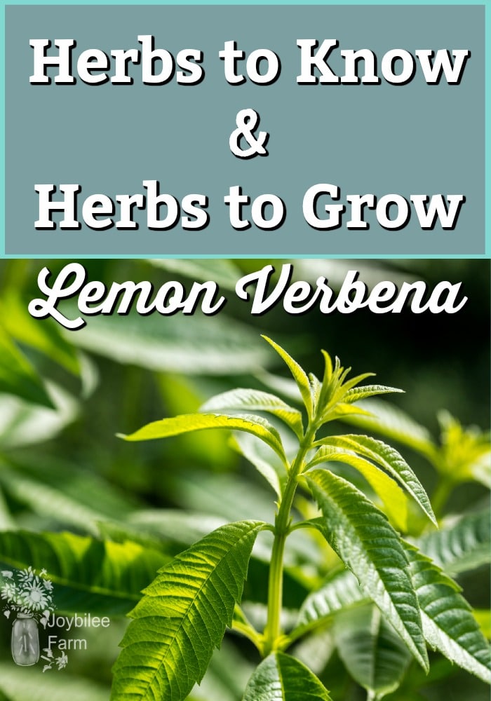 Close up of a Lemon Verbena plant