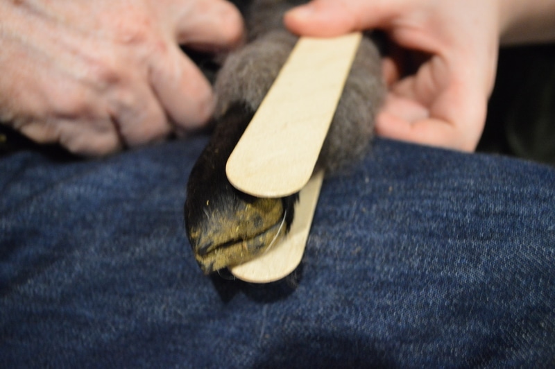 Splinting a lambs leg