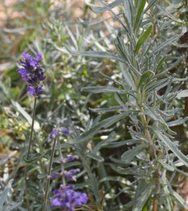 lavender plant