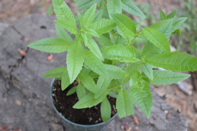 lemon verbena - grow herbs