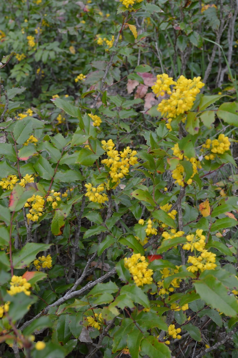 Mahonia in Bloom