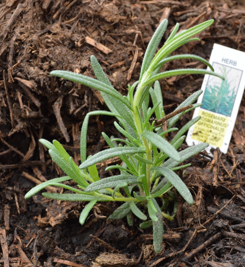 Rosemary plant