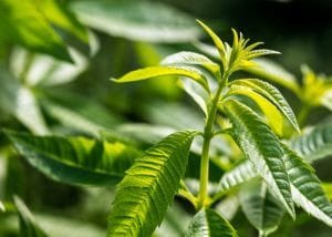 growing medicinal herbs - Lemon Verbena