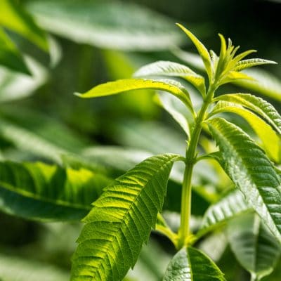 Herbs to Know & Herbs to Grow  Lemon Verbena