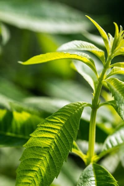 Close up of a Lemon Verbena plant
