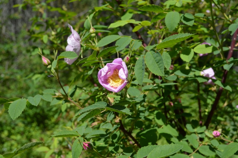 roses