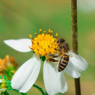 Bidens Can Help Fight Infections and Viruses: Get to Know Bidens