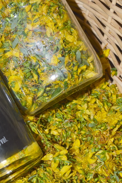 St Johns wort flowers