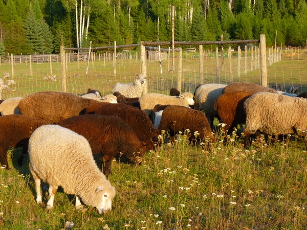 10 tips for farm photographs