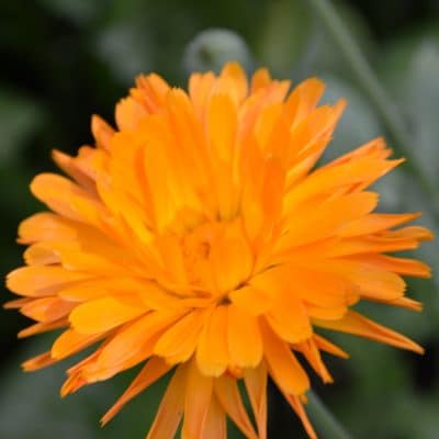 5 Ways to Preserve and Use Calendula Flowers