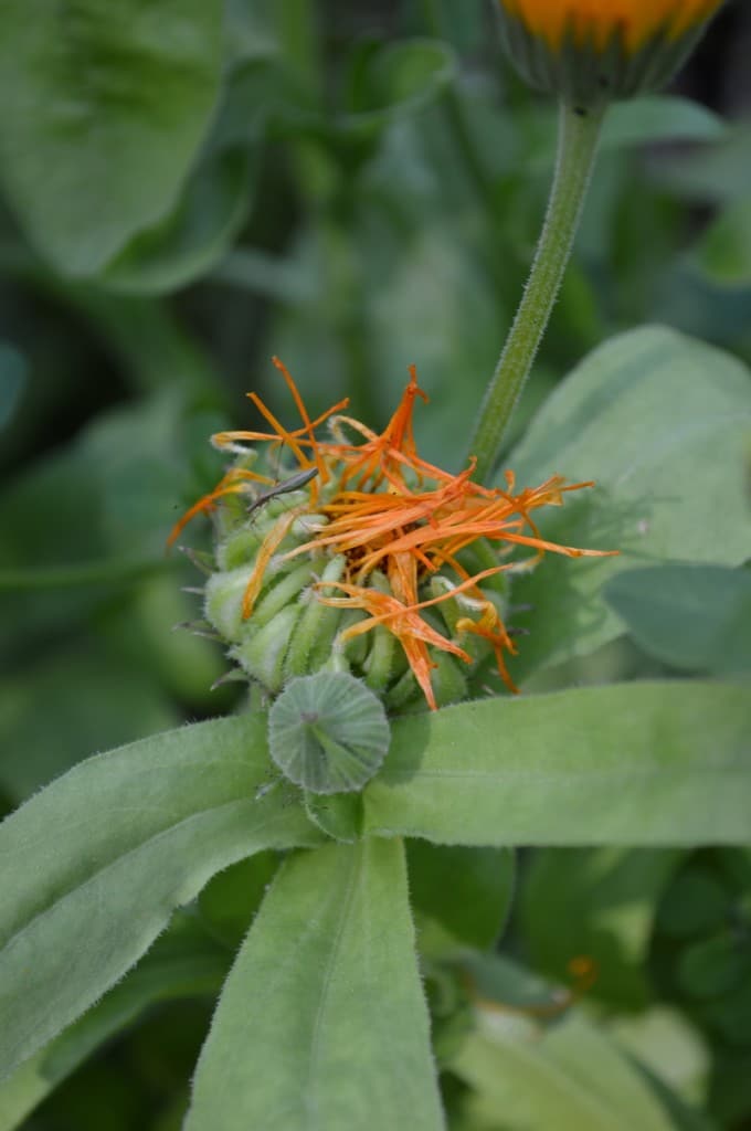 calendula going to seed