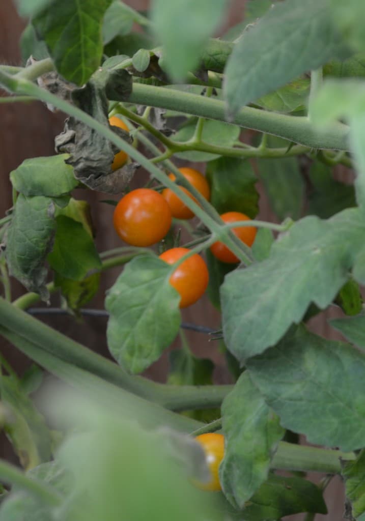 Cherry tomatoes on the vine