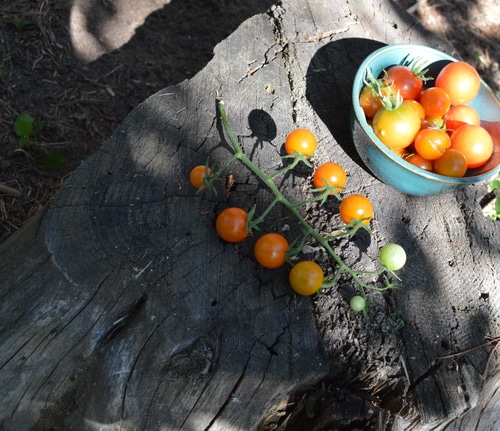 Fresh cherry tomatoes in a blue bowl and some on the vine