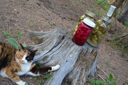 beet kvass