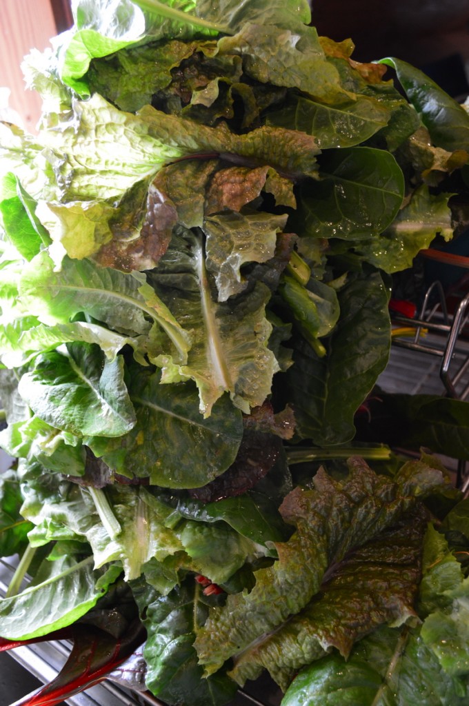 washed fresh lettuce ready for dehydrating into green powder.
