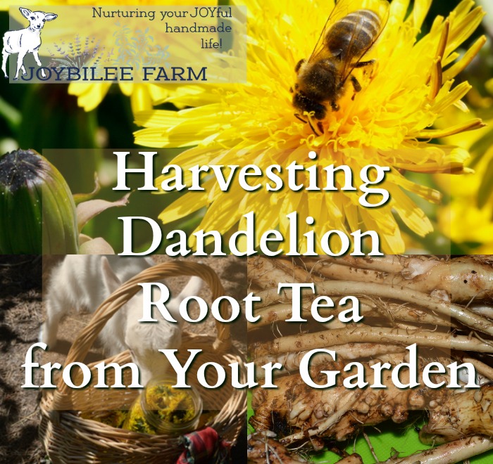 Dandelion contains a powerful antioxidant, detoxifier, and liver and kidney tonic? Dandelion root tea has been shown to reduce cancer tumors and resolve leukemia in scientific studies in Canada. It reduces the body's toxic load allowing the body's own detoxification system to function optimally, reversing cancer and other health issues. You have this miracle herb, dandelion root, growing near you, just waiting to be harvested and used in your daily tonic tea. Learn to use this powerhouse for health before it becomes illegal.