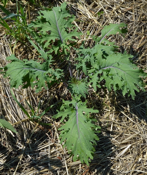 How to make Kale Chips -- Joybilee Farm